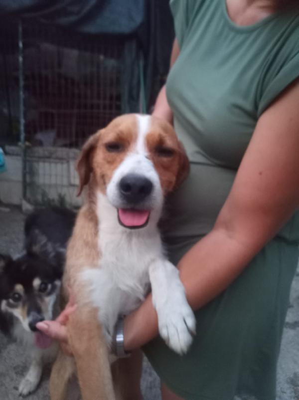 GREGORIO – 3 ANNI DI DOLCEZZA, CERCA FAMIGLIA 🐾 Foto 2